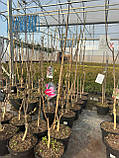 Магнолія 4-річна "Санрайз", фото 3