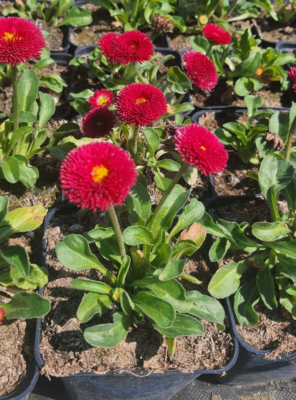 Маргаритка садова Червона в горщику 0.5 л