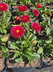 Маргаритка садова Червона в горщику 0.5 л