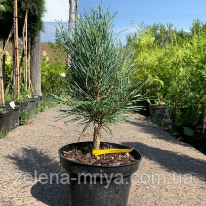 Сосна звичайна Ватерері (Watereri) 30 см.