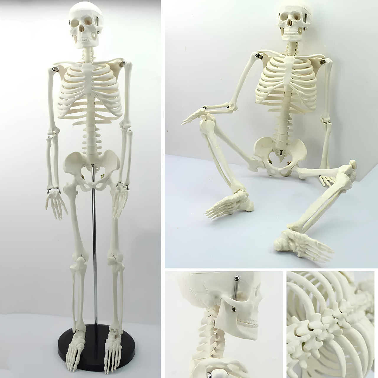 Велика модель скелета RESTEQ деталізована фігурка скелета анатомічний скелет людини 45см, фото 1