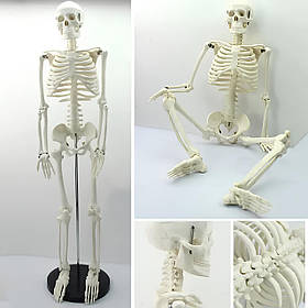 Велика модель скелета RESTEQ деталізована фігурка скелета анатомічний скелет людини 45см