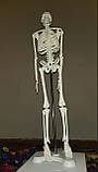 Велика модель скелета RESTEQ деталізована фігурка скелета анатомічний скелет людини 45см, фото 5