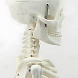 Велика модель скелета RESTEQ деталізована фігурка скелета анатомічний скелет людини 45см, фото 2