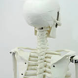 Велика модель скелета RESTEQ деталізована фігурка скелета анатомічний скелет людини 45см, фото 3
