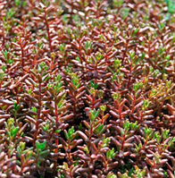 Очиток седум Атропурпуреум Sedum album Atropurpureum