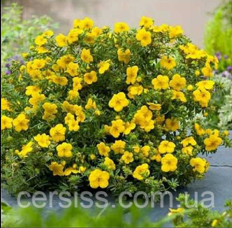 Лапчатка жовта кущова Саттерс голд саджанці в контейнерах Potentilla fruticosa Sutters Gold