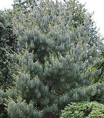 Сосна біла Китайська Аrmandii 3 річна, Сосна белая Китайская / Арманда, Pinus armandii, фото 4