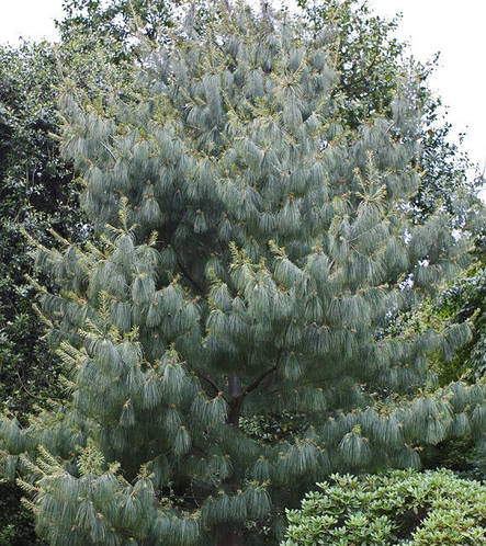 РАЙськийКуточок-Виробництвоіпродаждекоративнихрослинвконтейнерахзгарантієюприживаності.