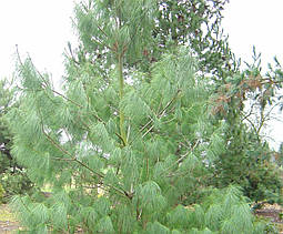 Сосна біла Китайська Аrmandii 3 річна, Сосна белая Китайская / Арманда, Pinus armandii, фото 5