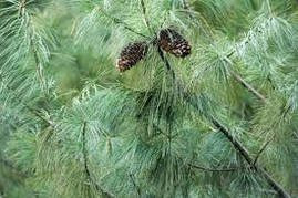 Сосна біла Китайська Аrmandii 3 річна, Сосна белая Китайская / Арманда, Pinus armandii, фото 3