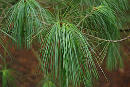 Сосна біла Китайська Аrmandii 1 річна, Сосна біла Китайська / Арманда , Pinus armandii, фото 4