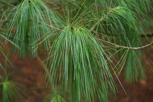 Сосна біла Китайська Аrmandii 3 річна, Сосна белая Китайская / Арманда, Pinus armandii, фото 1