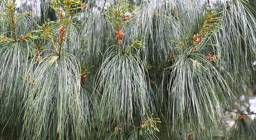 Сосна біла Китайська Аrmandii 1 річна, Сосна біла Китайська / Арманда , Pinus armandii, фото 1