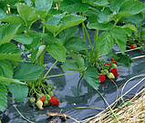 Плівка Мульча Shadow 30 мкм 1,2 м*10 м в  плівка поліетиленова для мульчування пакетована, фото 7