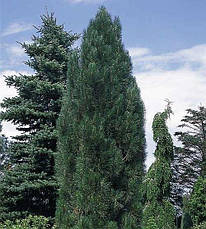 Сосна чорна Pyramidalis 2 річна, Сосна чорна Пирамидалис, Pinus nigra Pyramidalis, фото 3