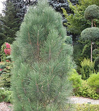 Сосна чорна Pyramidalis 2 річна, Сосна чорна Пирамидалис, Pinus nigra Pyramidalis, фото 5
