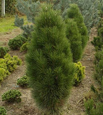 Сосна чорна Pyramidalis 2 річна, Сосна чорна Пирамидалис, Pinus nigra Pyramidalis, фото 4