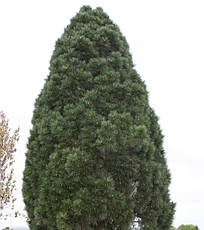 Сосна чорна Pyramidalis 2 річна, Сосна чорна Пирамидалис, Pinus nigra Pyramidalis, фото 6