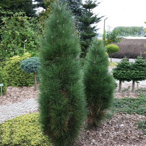 Сосна чорна Pyramidalis 2 річна, Сосна чорна Пирамидалис, Pinus nigra Pyramidalis, фото 1