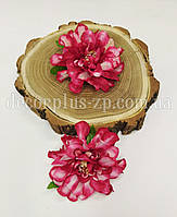 Голова жоржини 9см . Вишнево-біла