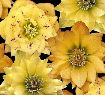 Морозник Quintessa Sun (Квинтесса Сан), 2 л контейнер з добривом  осмокот