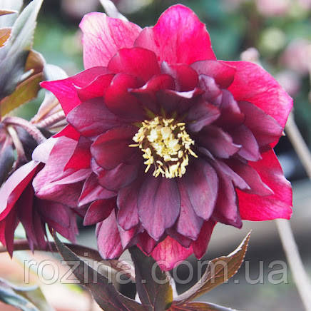 Морозник Quintessa ruby (Квинтесса Рубі), 2 л контейнер з добривом осмокот, фото 1