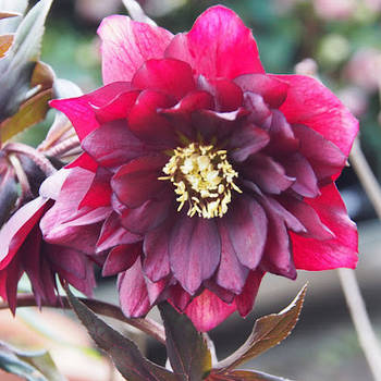 Морозник Quintessa ruby (Квинтесса Рубі), 2 л контейнер з добривом  осмокот