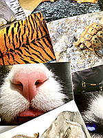 Картки з фотоілюстраціями. Тілобудова тварин