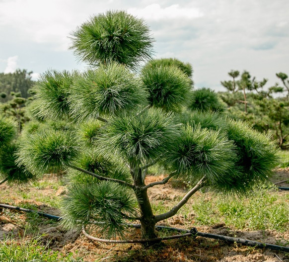 Сосна Веймутова / біла східна 2 річна, Сосна Веймутова / східна біла, Pinus strobus