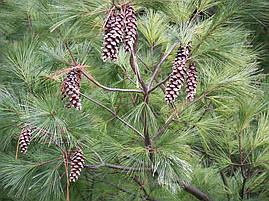 Сосна Веймутова / біла східна 2 річна, Сосна Веймутова / східна біла, Pinus strobus, фото 3