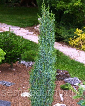 Ялівець колоновидний Арнольд \ Juniperus communis 'Arnold' ( С1.5л ) саджанці, фото 2