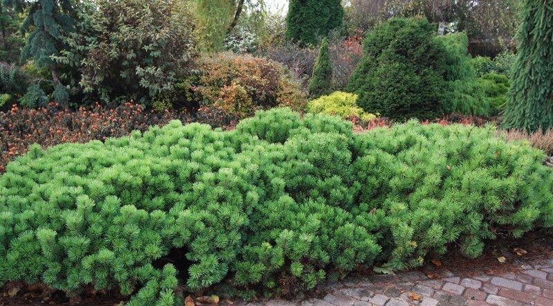 Сосна гірська карликова Pumilio 2 річна, Сосна горная / карликовая Пумилио, Pinus mugo Pumilio - фото 2 - id-p465003289