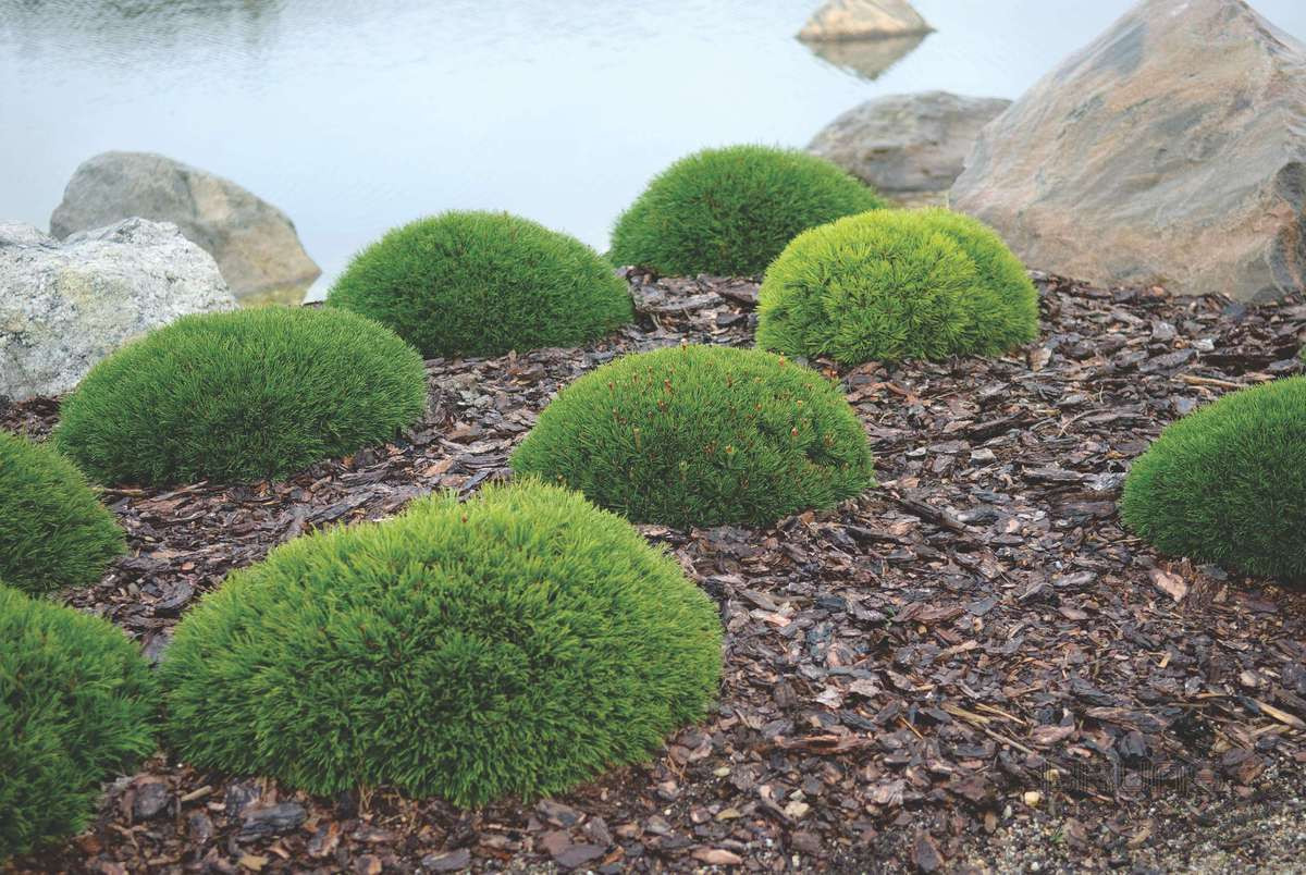 Сосна гірська карликова Pumilio 2 річна, Сосна горная / карликовая Пумилио, Pinus mugo Pumilio - фото 3 - id-p465003289