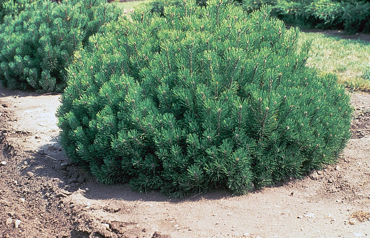 Сосна гірська карликова Pumilio 2 річна, Сосна горная / карликовая Пумилио, Pinus mugo Pumilio - фото 8 - id-p465003289