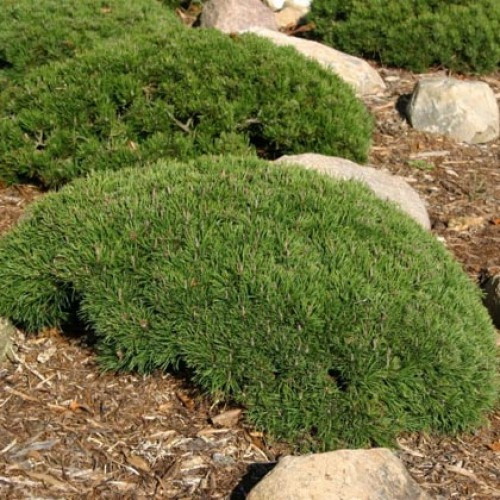 Сосна гірська  Pumilio 2 річна, Сосна гірська / карликова Пумилио, Pinus mugo Pumilio