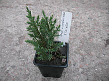 Ялівець китайський Стрікта \ Juniperus chinensis 'Stricta' (С1.5л ) саджанці, фото 3