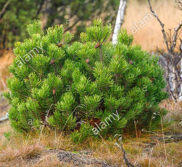 Сосна гірська Rotundata 2 річна, Сосна гірська / карликова Ротундата, Pinus mugo var. Rotundata, фото 3
