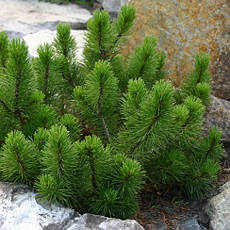 Сосна гірська Rotundata 2 річна, Сосна гірська / карликова Ротундата, Pinus mugo var. Rotundata, фото 4