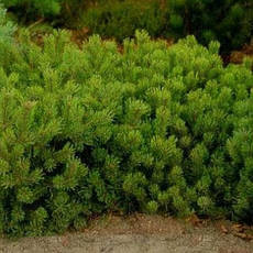 Сосна гірська Rotundata 2 річна, Сосна гірська / карликова Ротундата, Pinus mugo var. Rotundata, фото 5