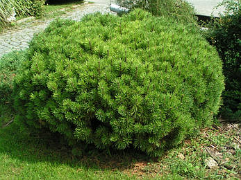 Сосна гірська Rotundata 2 річна, Сосна гірська / карликова Ротундата, Pinus mugo var. Rotundata, фото 1