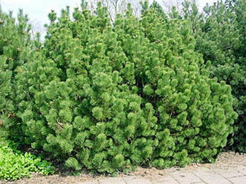 Сосна гірська karlikova Montana 2 річна, Сосна гірська / карликова Монтана, Pinus mugo Montana, фото 3