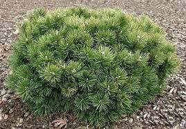 Сосна гірська karlikova Montana 2 річна, Сосна гірська / карликова Монтана, Pinus mugo Montana, фото 4