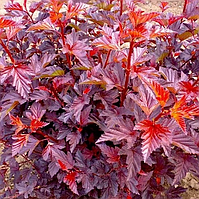 Пухироплідник калинолистий Little Angel