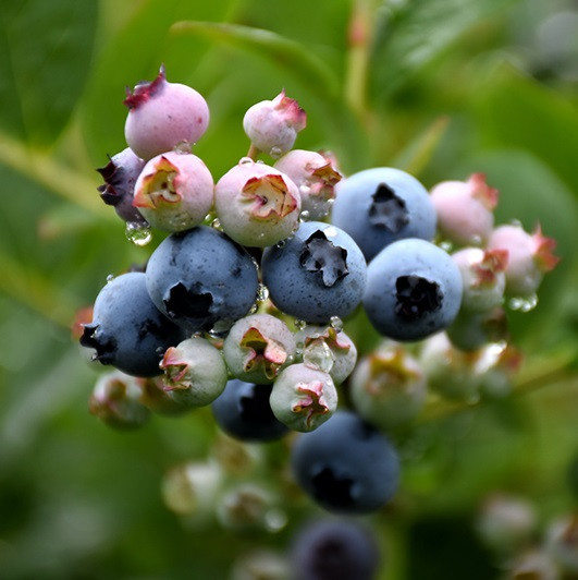 Саджанці лохини сорт Top Hat 2 річні, конт. 3 л