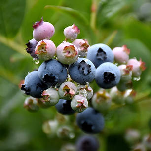 Саджанці лохини сорт Top Hat 2 річні, конт. 3 л, фото 1