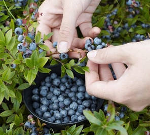 Саджанці лохини сорт Top Hat 2 річні, конт. 3 л, фото 3