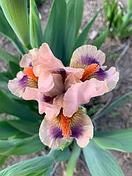 Ірис карликовий Grape Moon 1 шт.