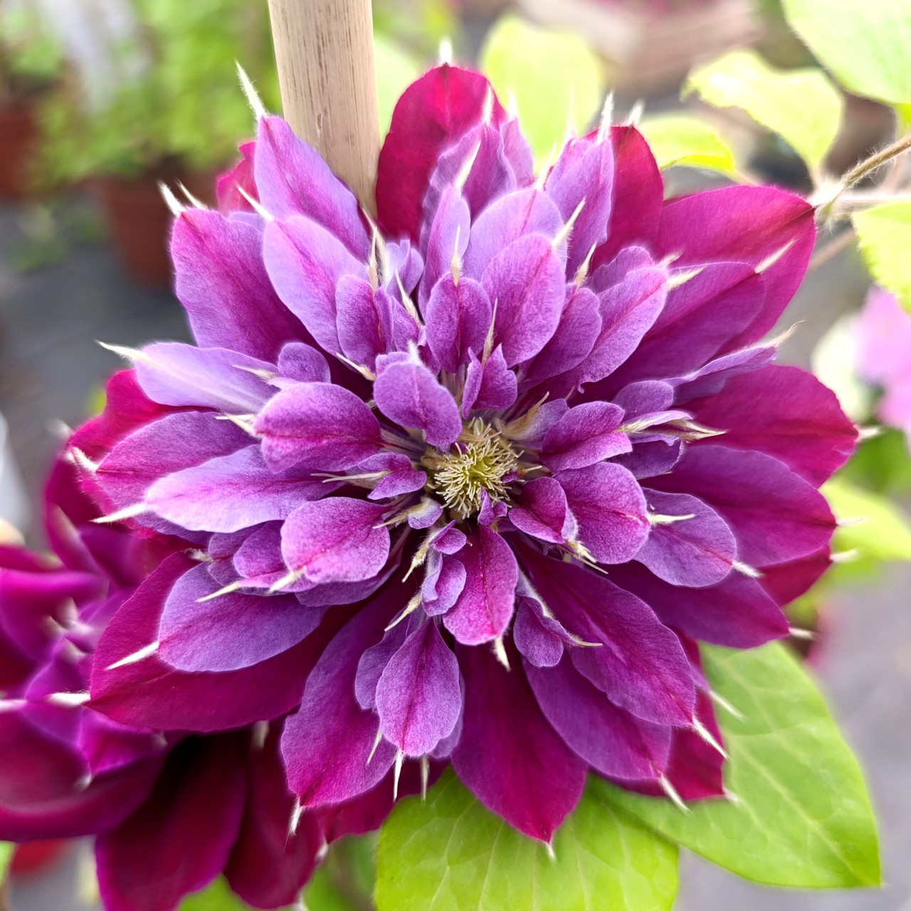 Клематис Май Б'юті / С2 / h 80-100 / Clematis My Beauty