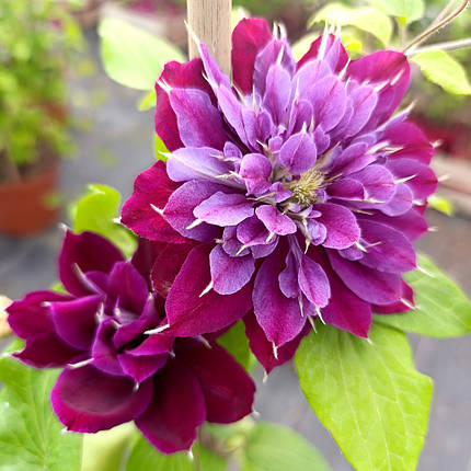 Клематис Май Б'юті / С2 / h 80-100 / Clematis My Beauty, фото 2